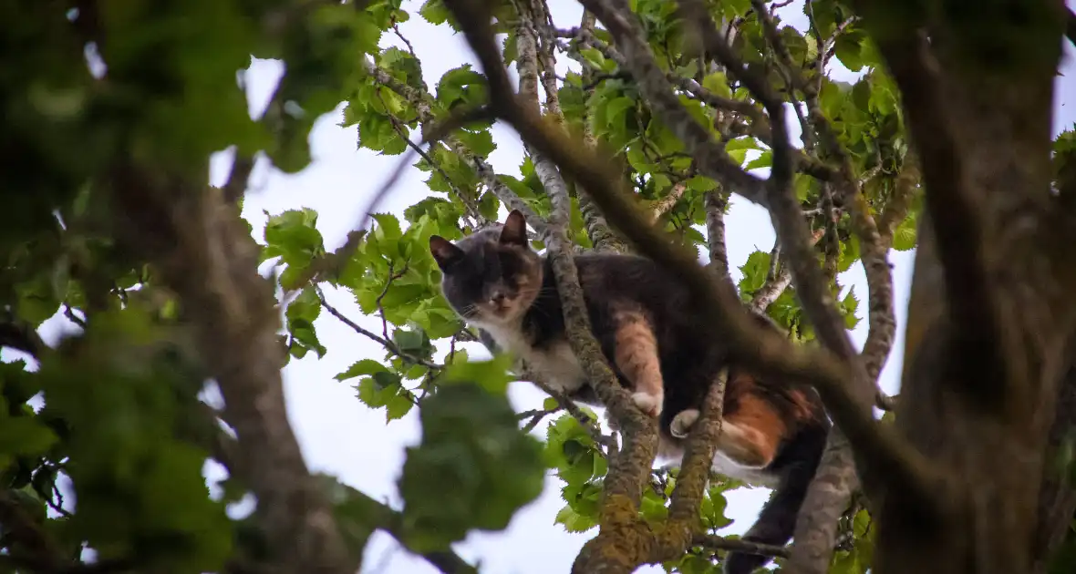 Brandweer redt kat uit boom na mislukte poging van omstander - Foto 2