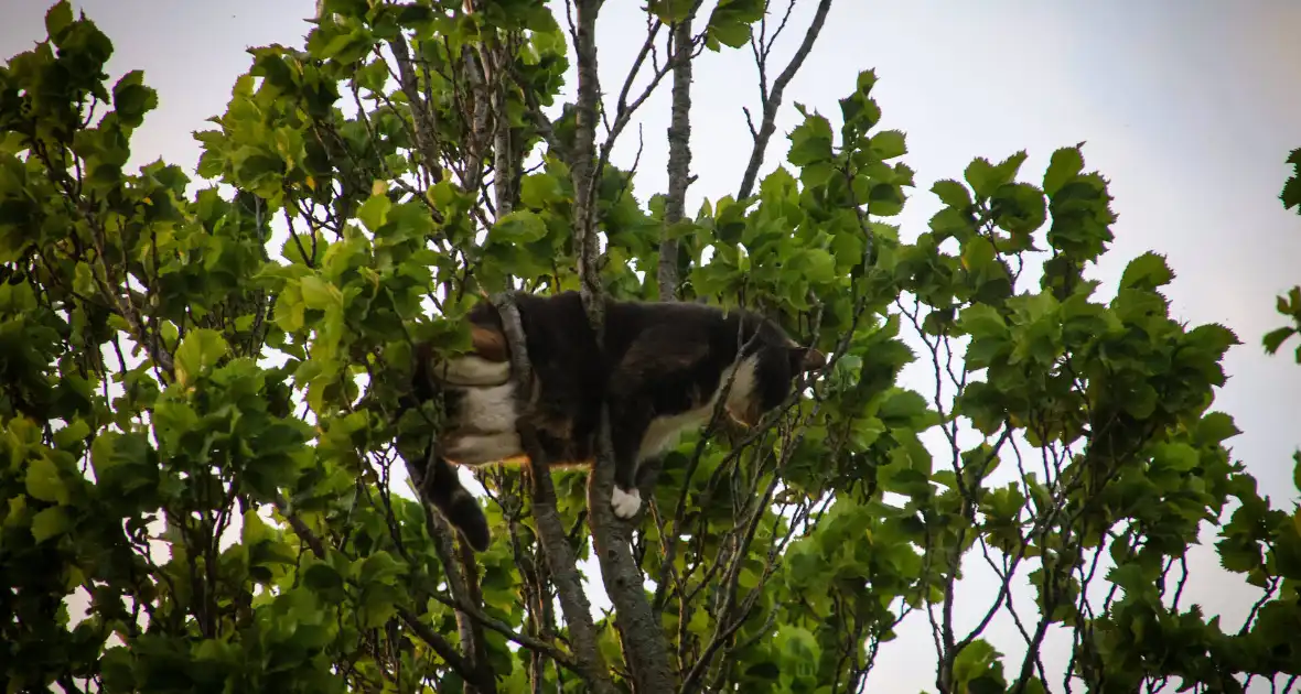 Brandweer redt kat uit boom na mislukte poging van omstander - Foto 3