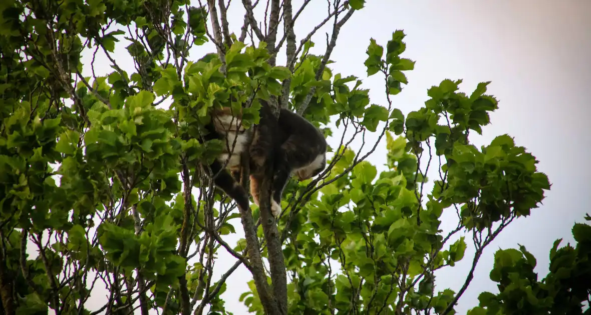 Brandweer redt kat uit boom na mislukte poging van omstander - Foto 4