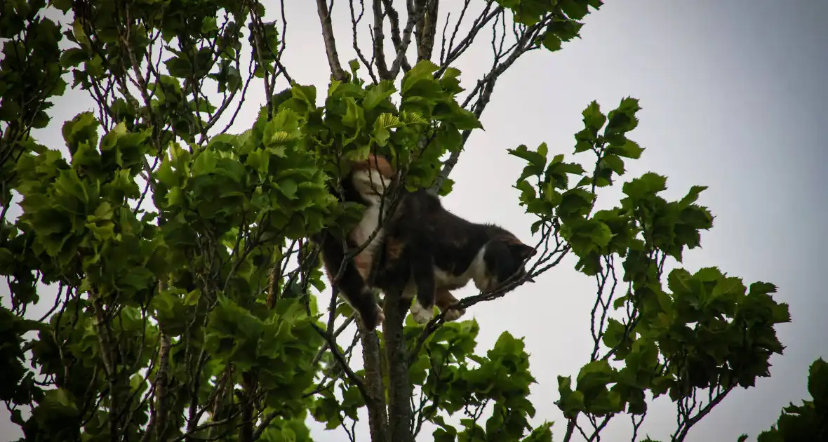 Brandweer redt kat uit boom na mislukte poging van omstander - Foto 5