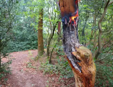 Brand in bosgebied zorgt voor snelle inzet brandweer