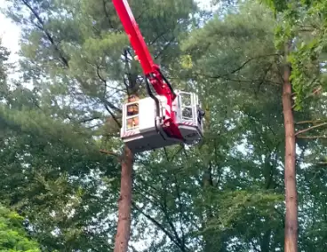 Kat na anderhalve week uit boom bevrijdt