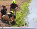 Opnieuw paard voor langere tijd vast in sloot