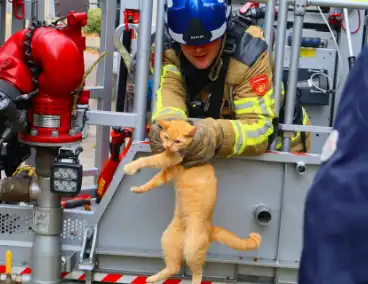 Brandweer redt vastzittende kat uit boom