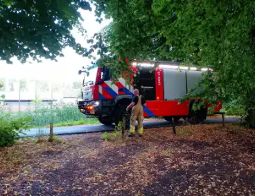 Zwaan overleden in water met Botulisme