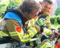 Kraai vast met poot in boom, brandweer schiet te hulp