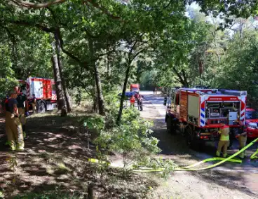 Bosgrond en begroeiing zwartgeblakerd na brand