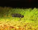 Auto raakt van dijk en belandt in riet