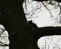 Brandweer redt kat uit een boom