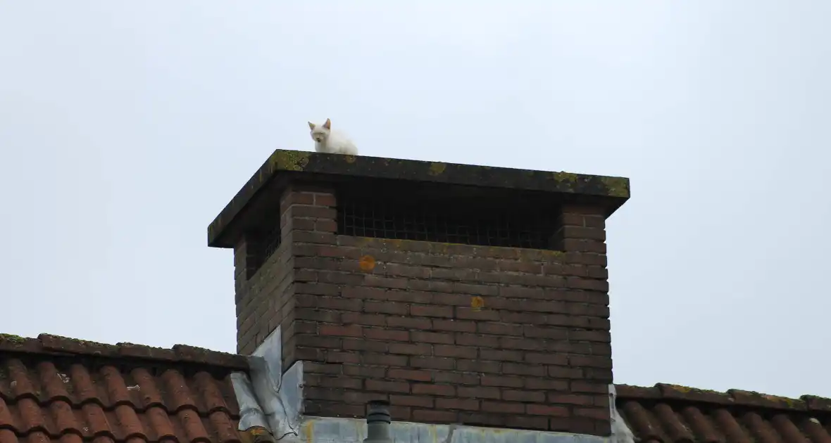 Kat vast op schoorsteen - Foto 5