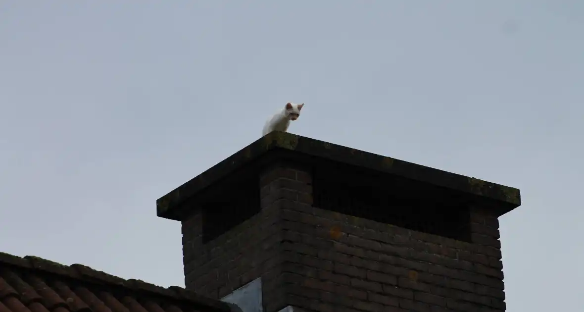 Kat vast op schoorsteen - Foto 6