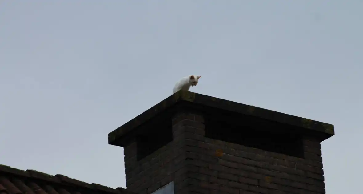 Kat vast op schoorsteen - Foto 7