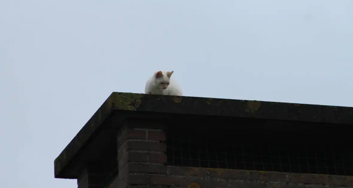 Kat vast op schoorsteen - Foto 8