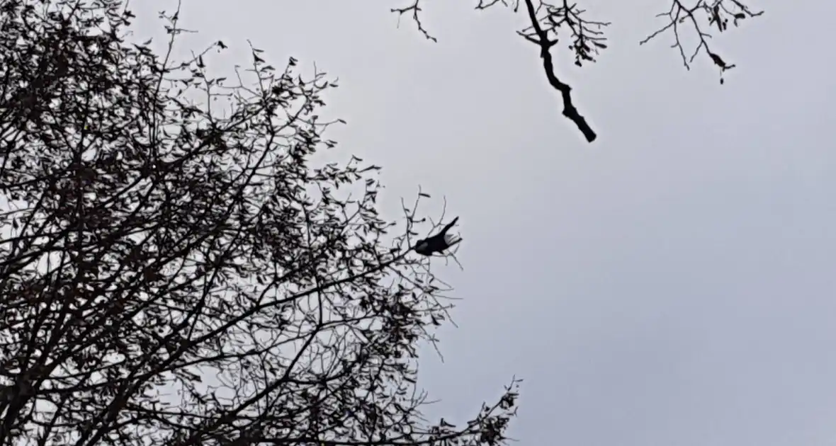 Brandweer haalt vast zittende vogel uit boom - Foto 3