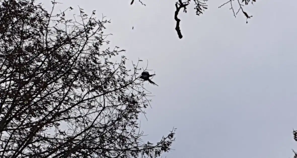 Brandweer haalt vast zittende vogel uit boom - Foto 5