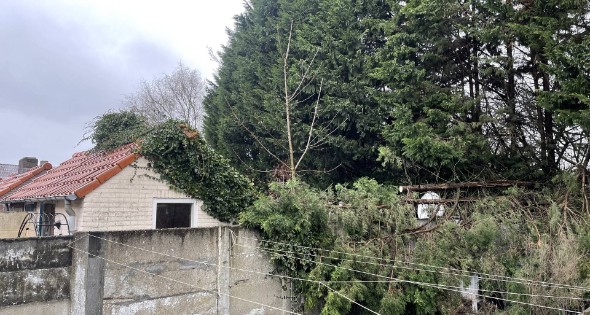 Conifeer boom belandt op schuur van buren