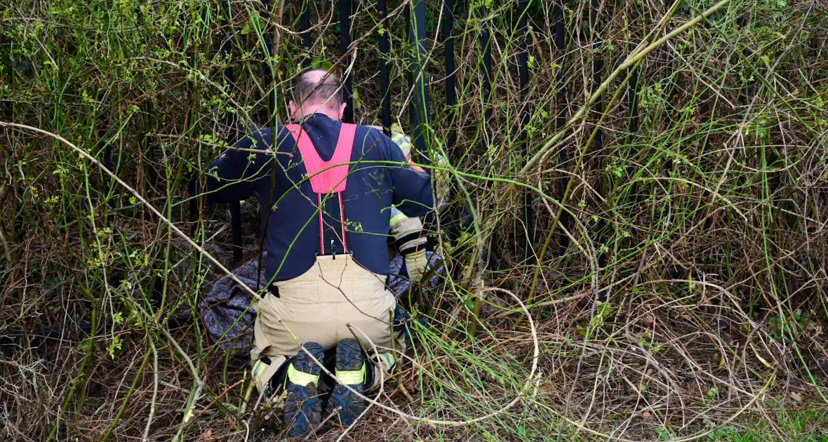 Brandweer redt ree uit hek - Foto 6