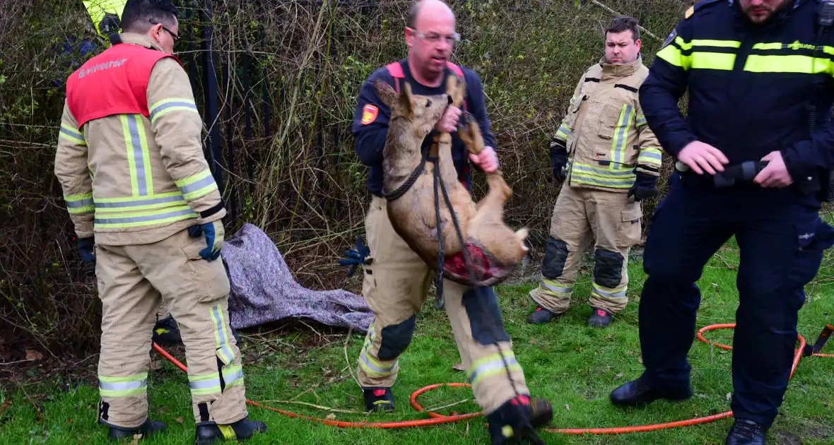 Brandweer redt ree uit hek - Foto 7