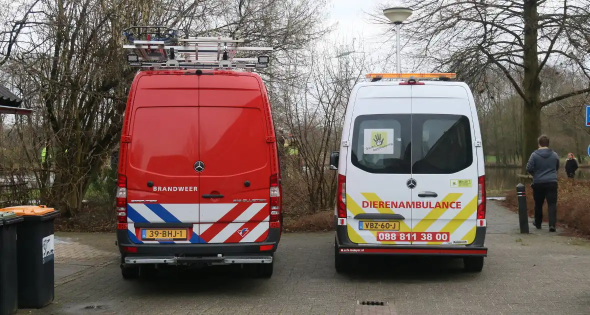 Duikers van de brandweer reden vastzittende meeuw