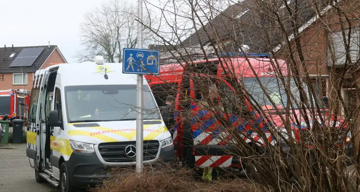 Duikers van de brandweer reden vastzittende meeuw - Foto 1