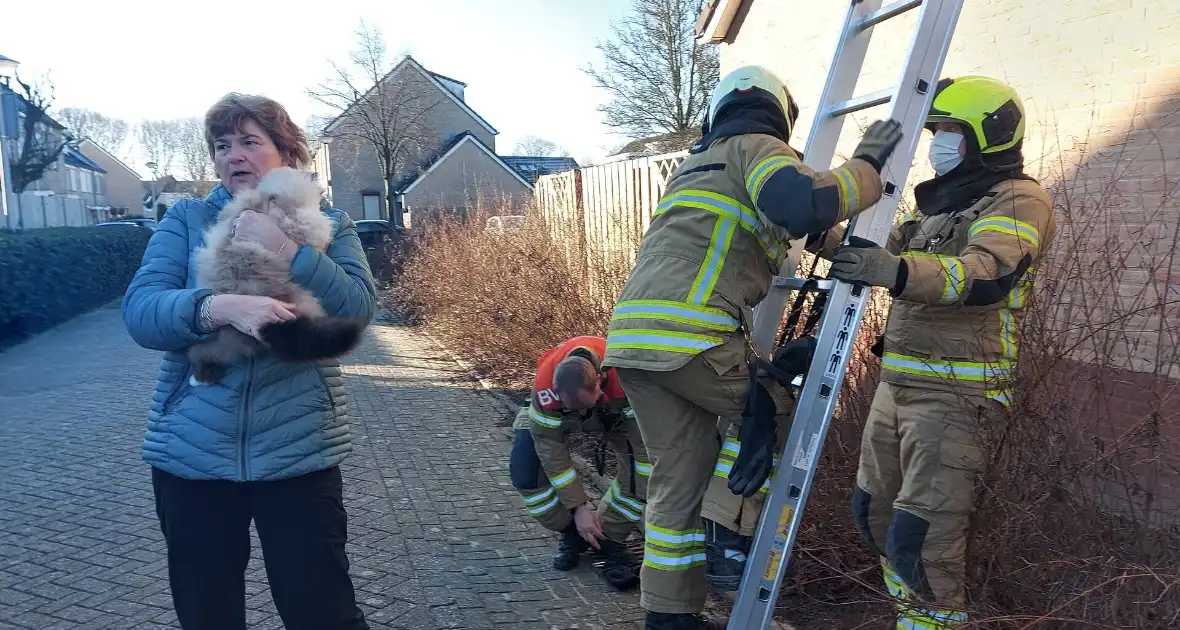 Brandweer redt kat van dak - Foto 1