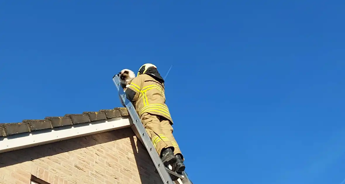 Brandweer redt kat van dak - Foto 4