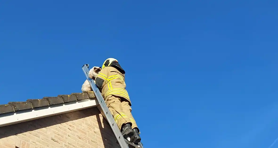 Brandweer redt kat van dak - Foto 5