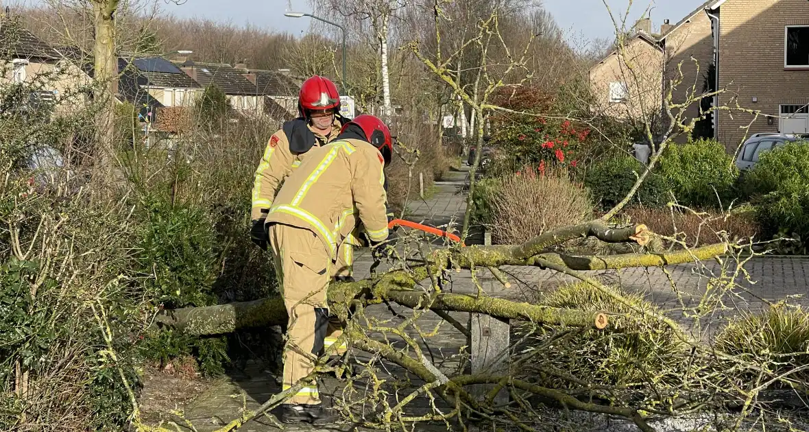 Gevelde boom door storm Franklin in stukken gezaagd - Foto 2