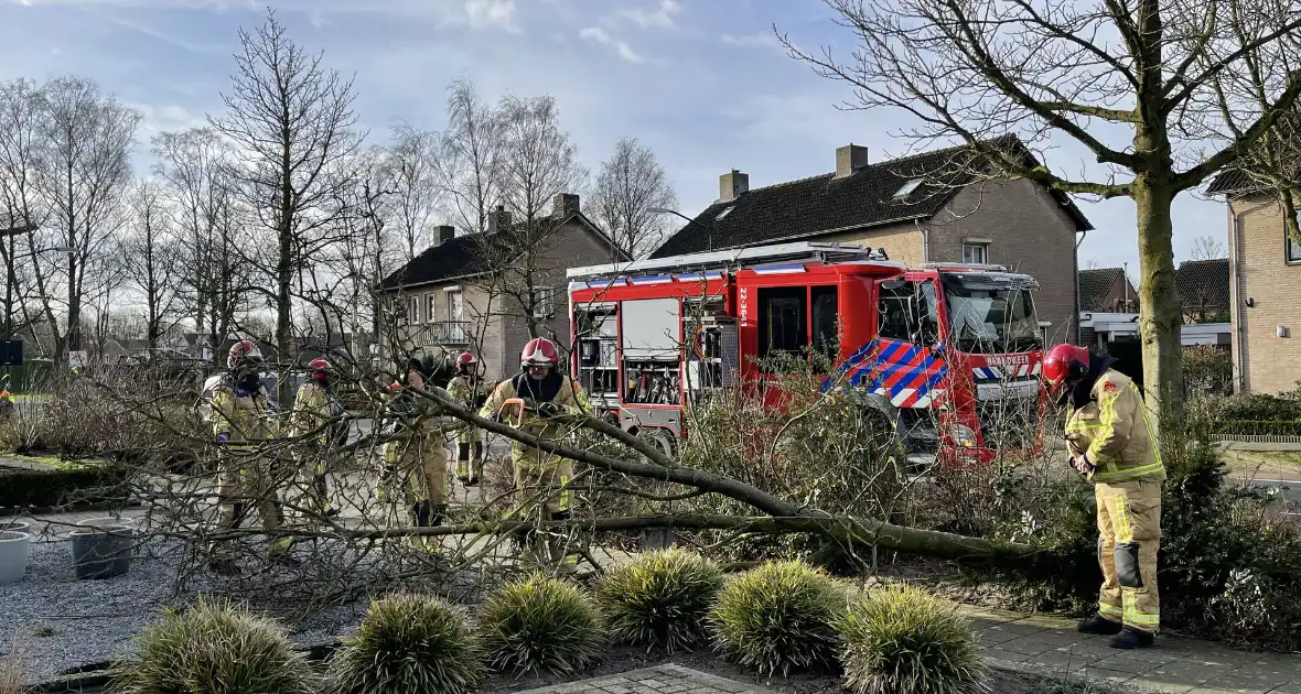 Gevelde boom door storm Franklin in stukken gezaagd - Foto 3