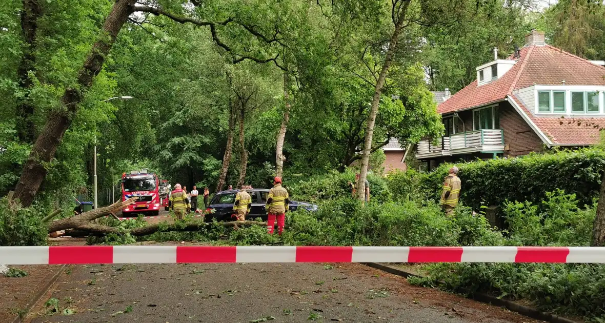 Grote boom waait over de weg