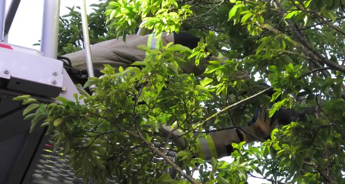 Brandweer redt kraai uit boom - Foto 9