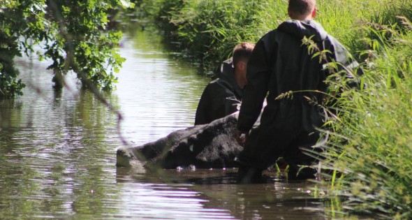 Een te water geraakte koe uit het water gehaald - Afbeelding 6
