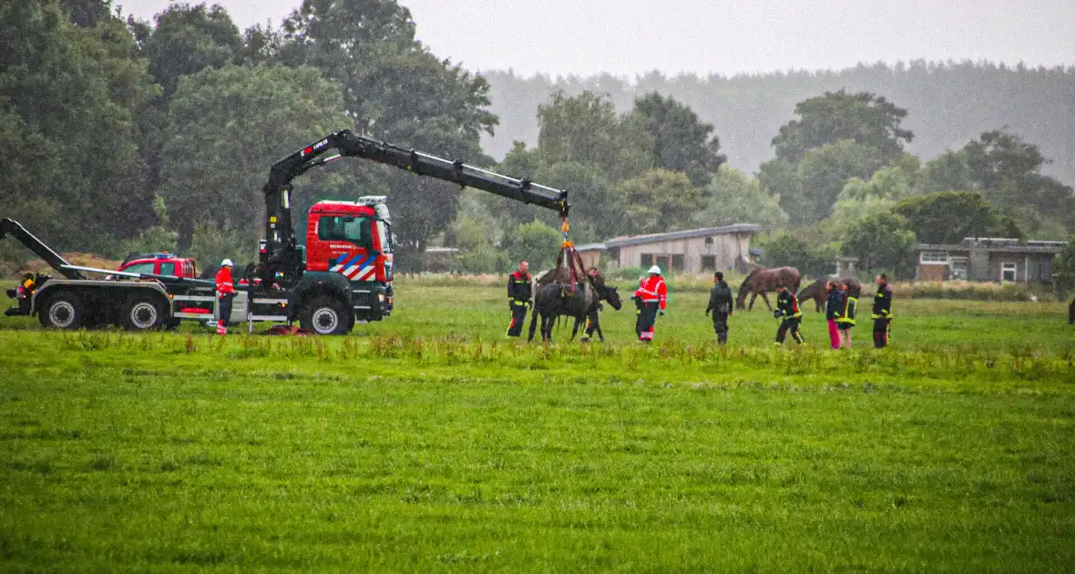 Paard met kraan uit sloot getakeld - Foto 3