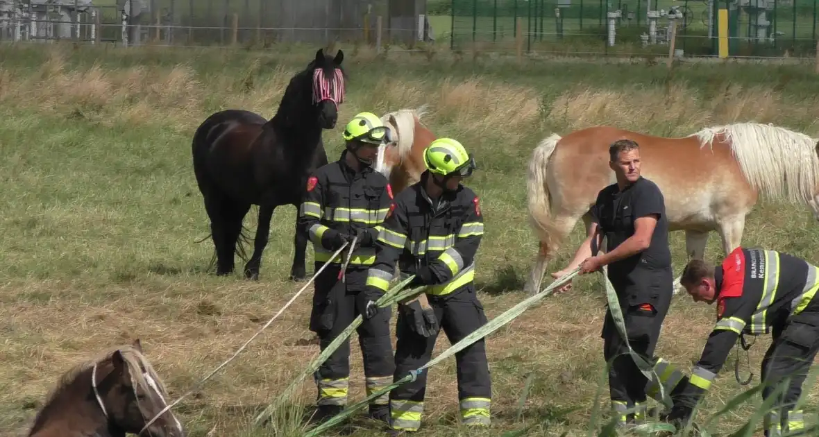 Paard vast in sloot - Foto 1