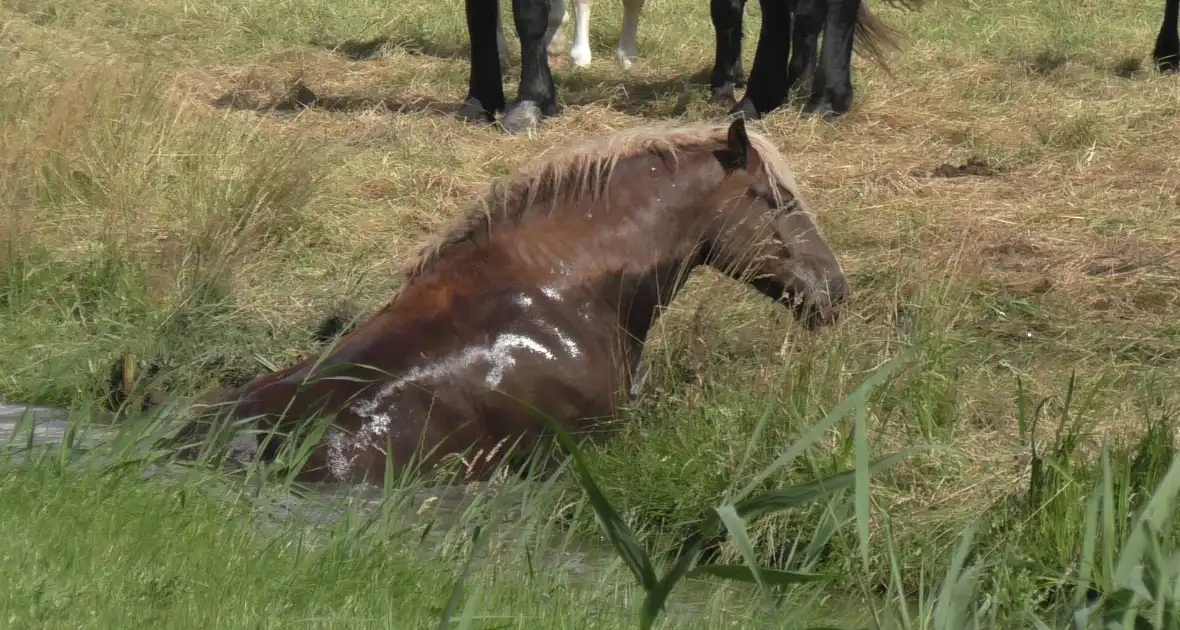 Paard vast in sloot - Foto 2