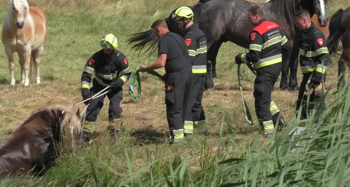 Paard vast in sloot - Foto 3