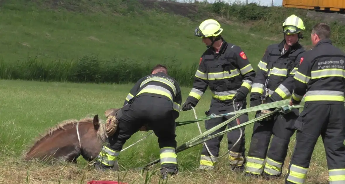 Paard vast in sloot - Foto 4