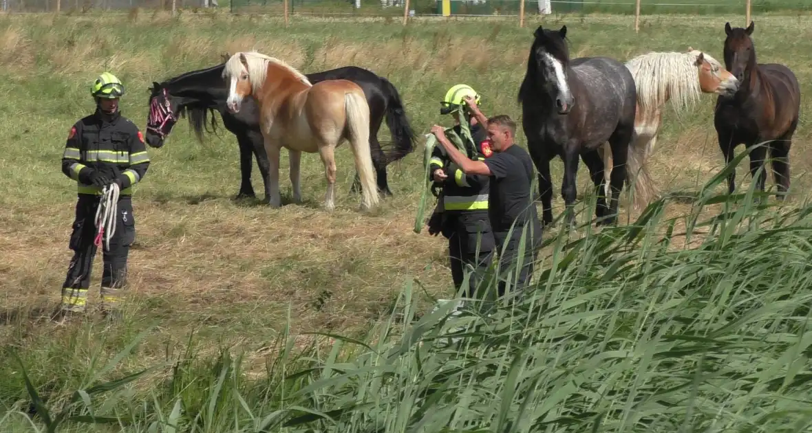 Paard vast in sloot - Foto 5