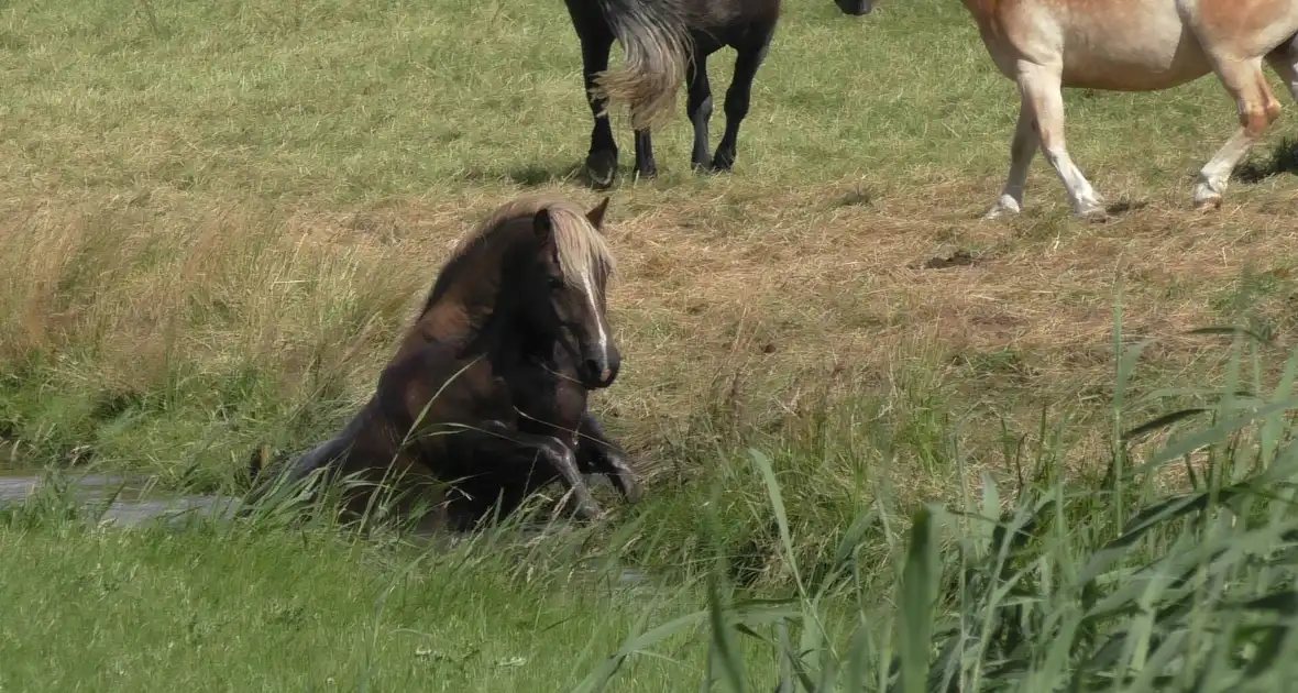 Paard vast in sloot - Foto 6