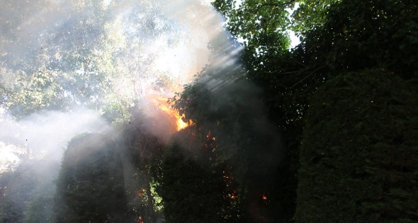 Coniferenhaag in brand door vuurwerk - Afbeelding 1
