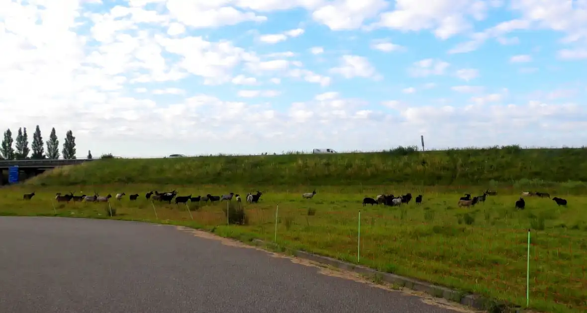 Kudde schapen langs de snelweg uitgebroken - Foto 3