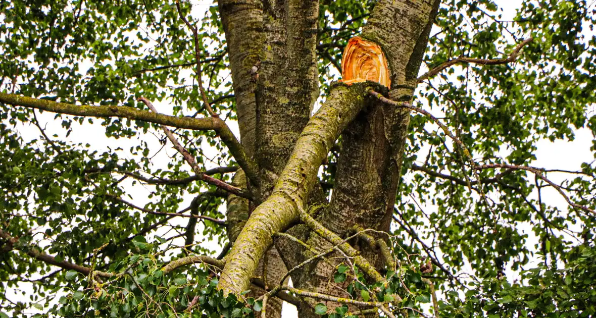 Grote tak van boom afgebroken over voetpad - Foto 6